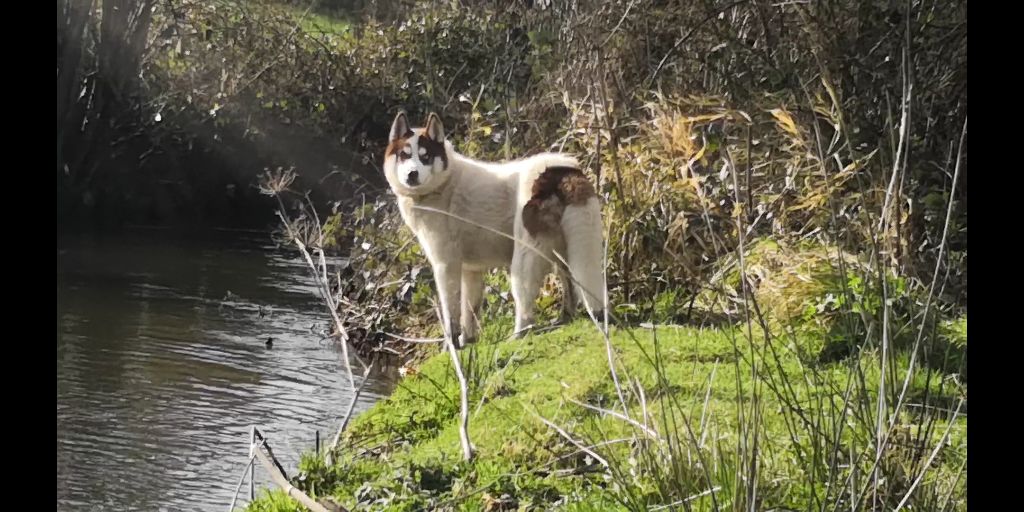 Marley des cristaux de balto