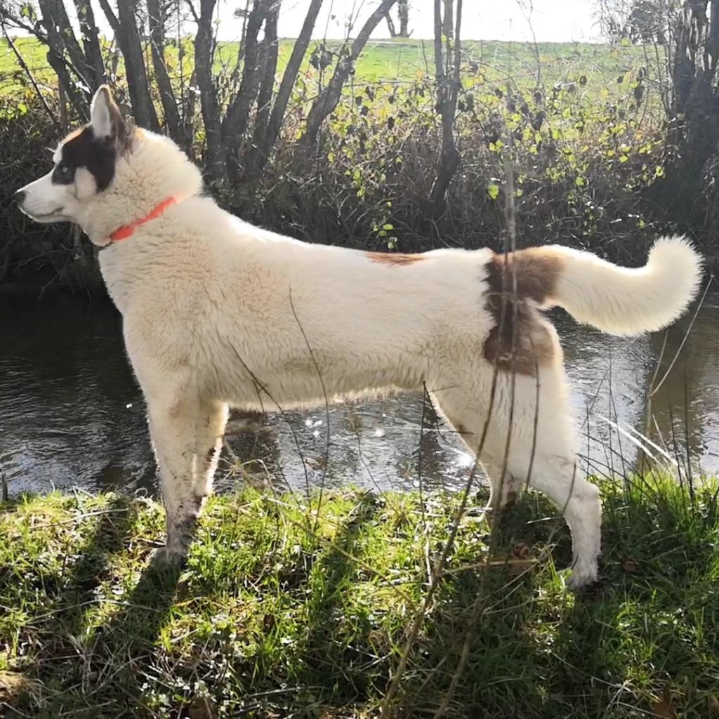 Marley des cristaux de balto