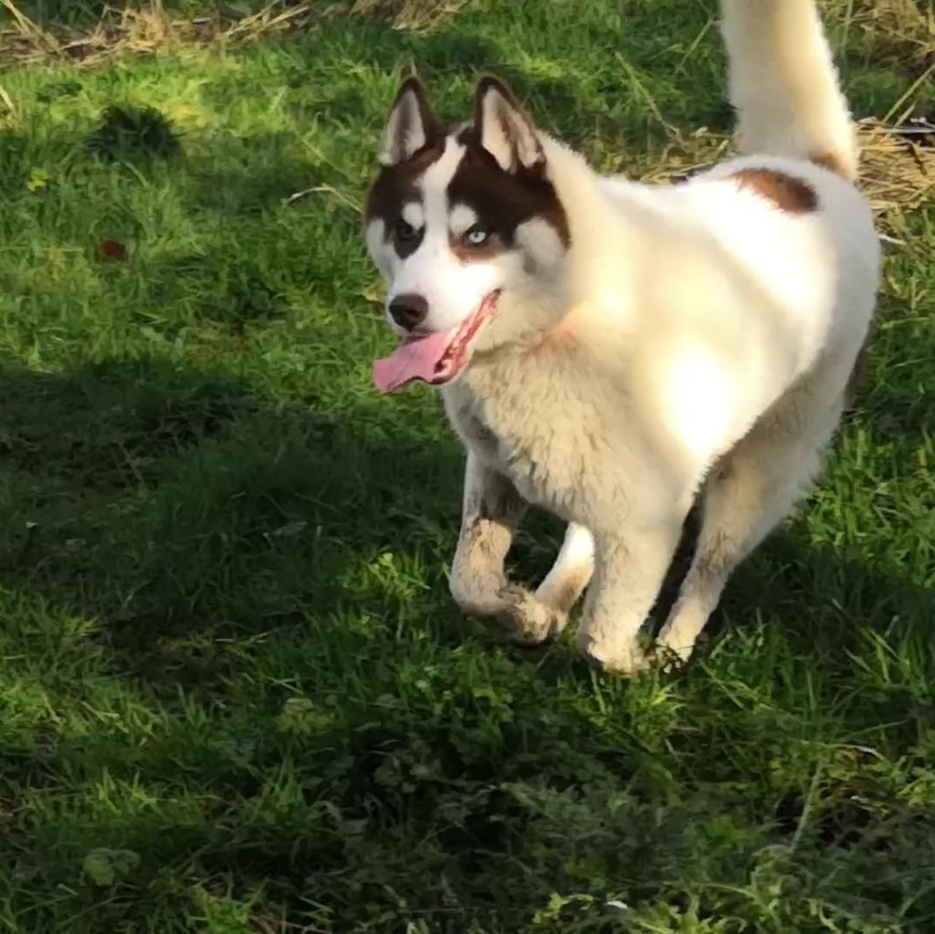 Marley des cristaux de balto