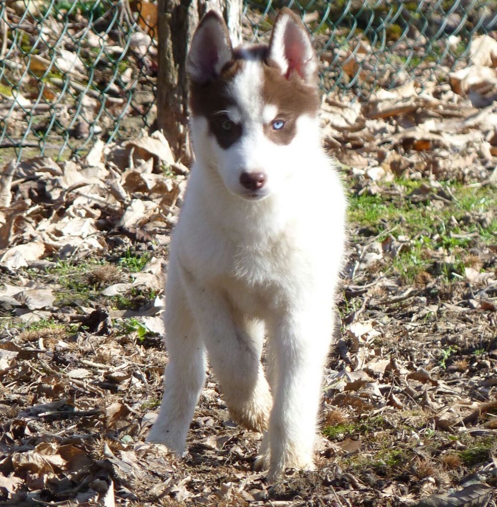 Marley des cristaux de balto