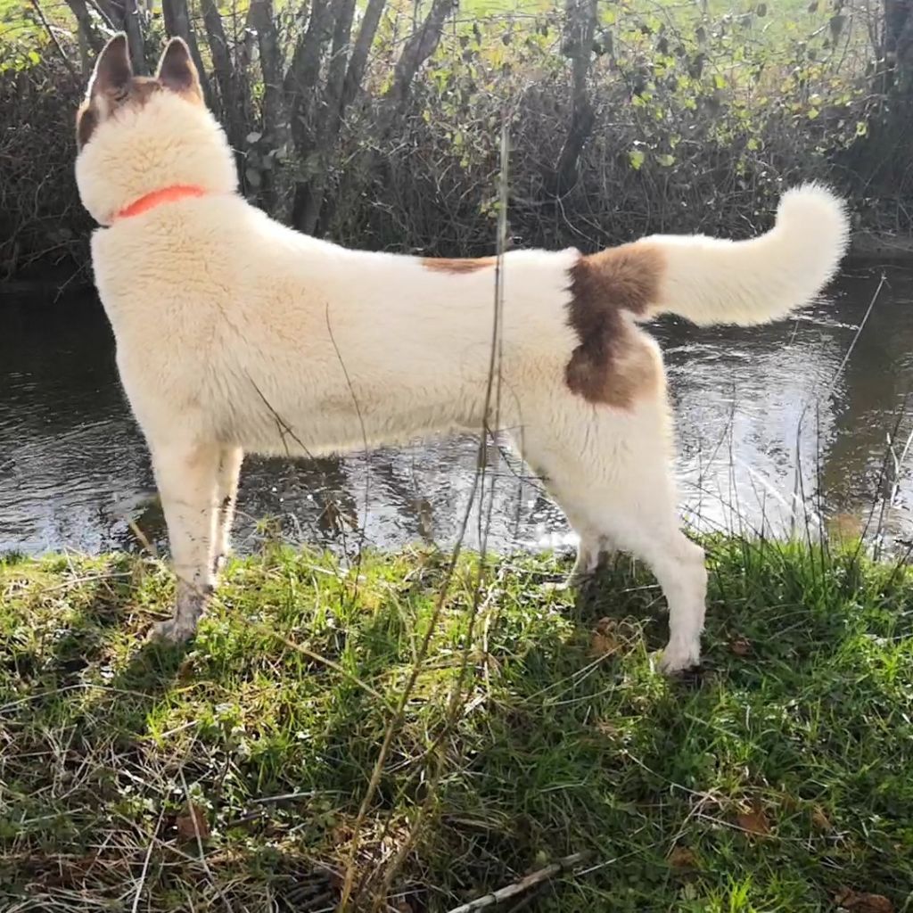 Marley des cristaux de balto