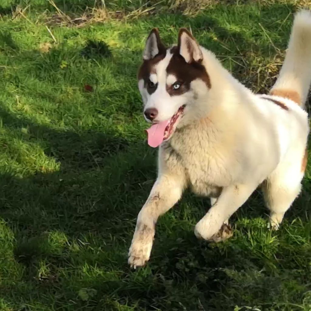 Marley des cristaux de balto