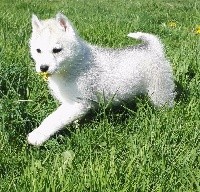 MZR - Siberian Husky - Portée née le 15/02/2017