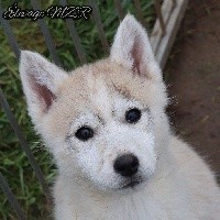 MZR - Siberian Husky - Portée née le 15/10/2018