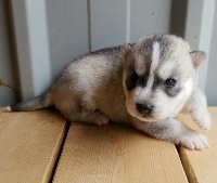 MZR - Siberian Husky - Portée née le 14/03/2016
