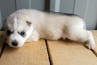 MZR - Siberian Husky - Portée née le 14/03/2016