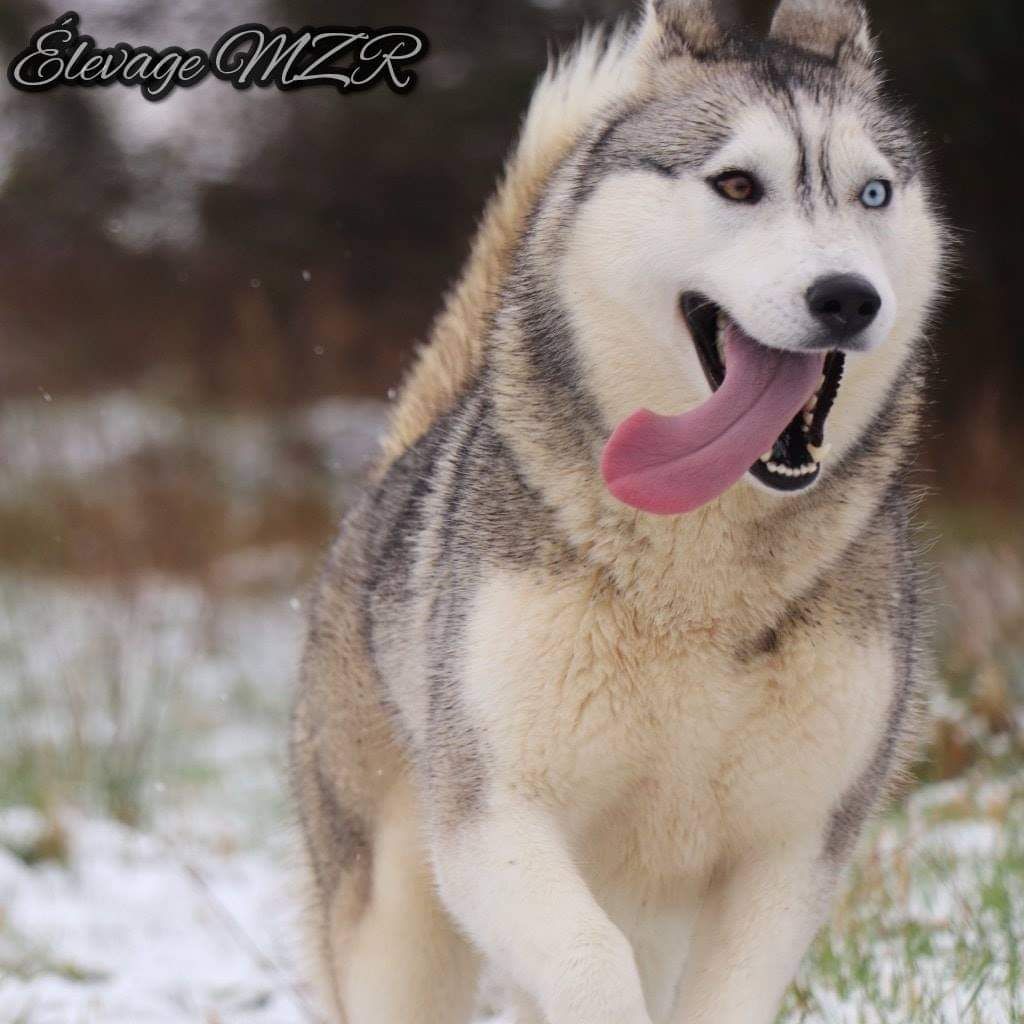 MZR Nala