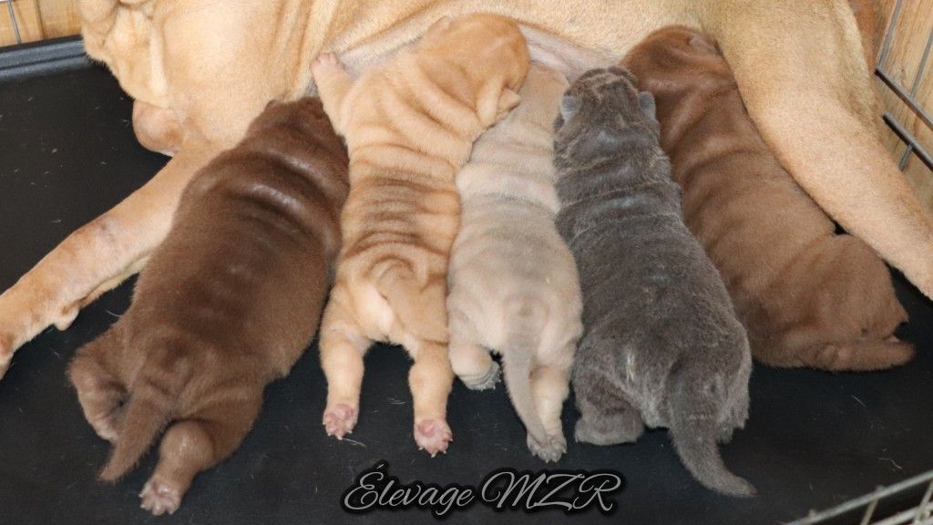 MZR - Shar Pei - Portée née le 02/10/2018