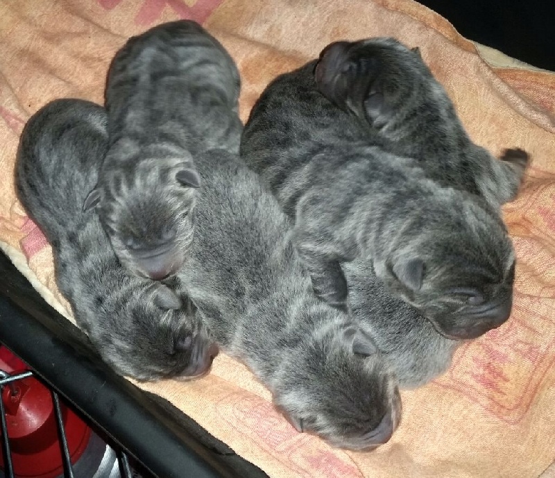 MZR - Shar Pei - Portée née le 20/12/2016