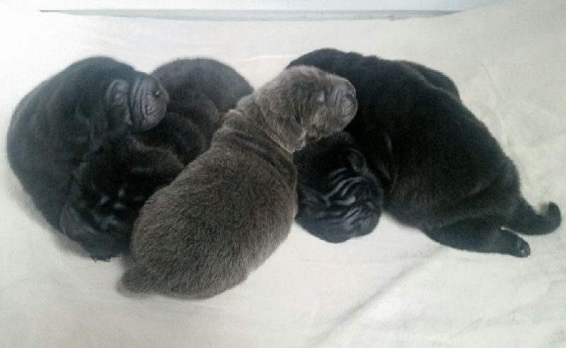 MZR - Shar Pei - Portée née le 26/05/2016