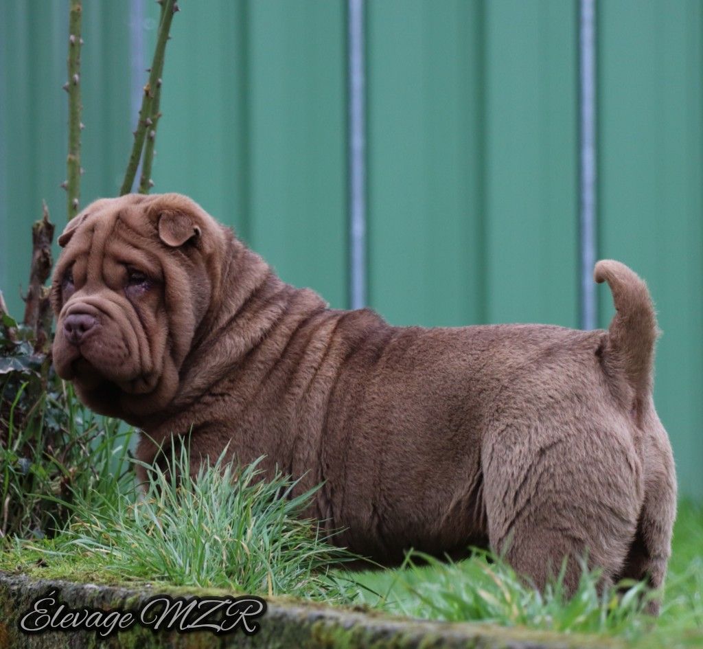 MZR - Shar Pei - Portée née le 02/11/2019