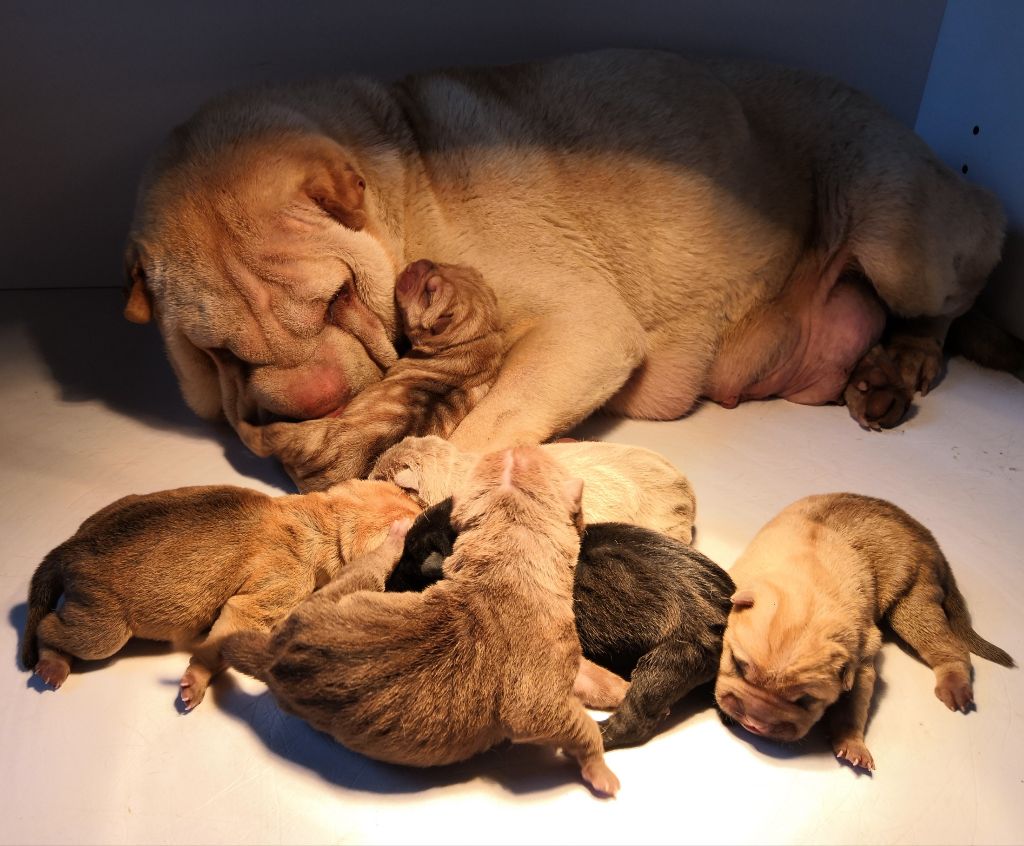 MZR - Shar Pei - Portée née le 24/01/2018