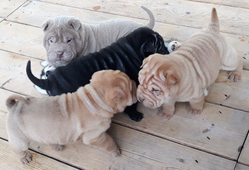 MZR - Shar Pei - Portée née le 25/09/2017