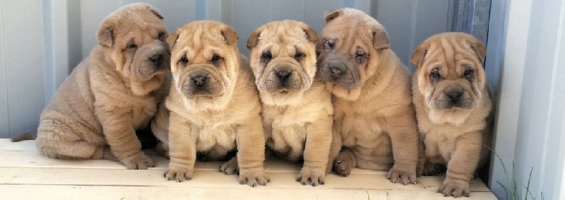 MZR - Shar Pei - Portée née le 05/02/2016